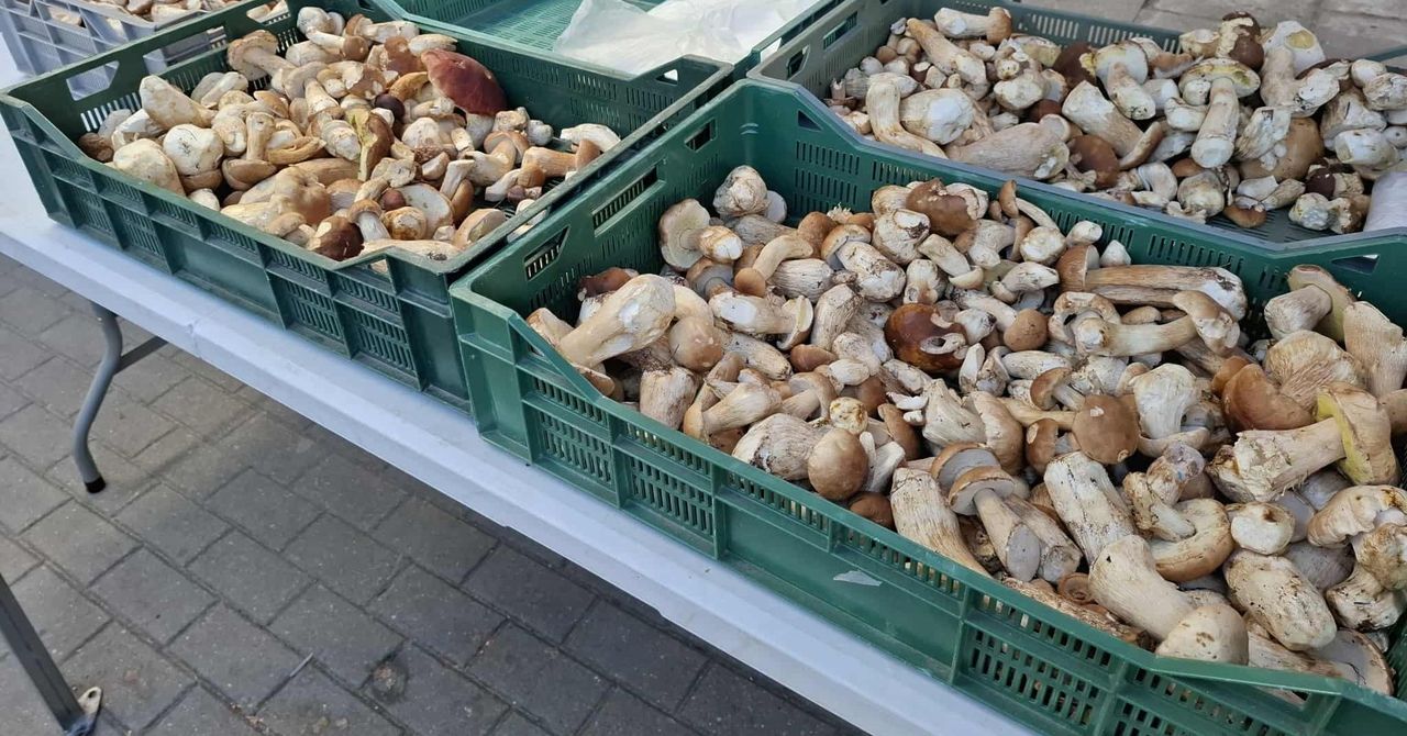 Grzyby mają swój czas. Oto ceny podgrzybków, borowików i kurek