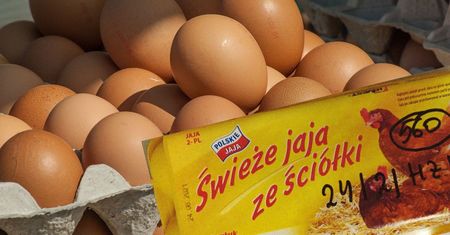 Ostrzeżenie GIS. Salmonella w popularnych jajkach. Uwaga, bakteria jest na skorupkach