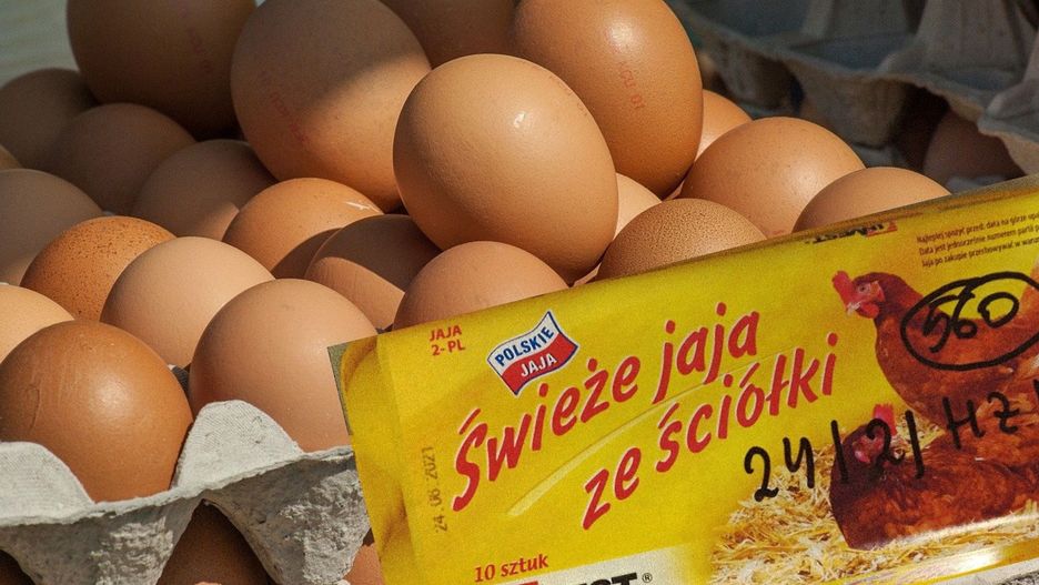 Jaja skażone Salmonellą