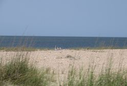 Wykopał dół na plaży. Wydmy go zabiły