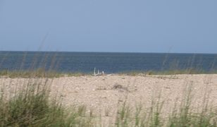 Wykopał dół na plaży. Wydmy go zabiły