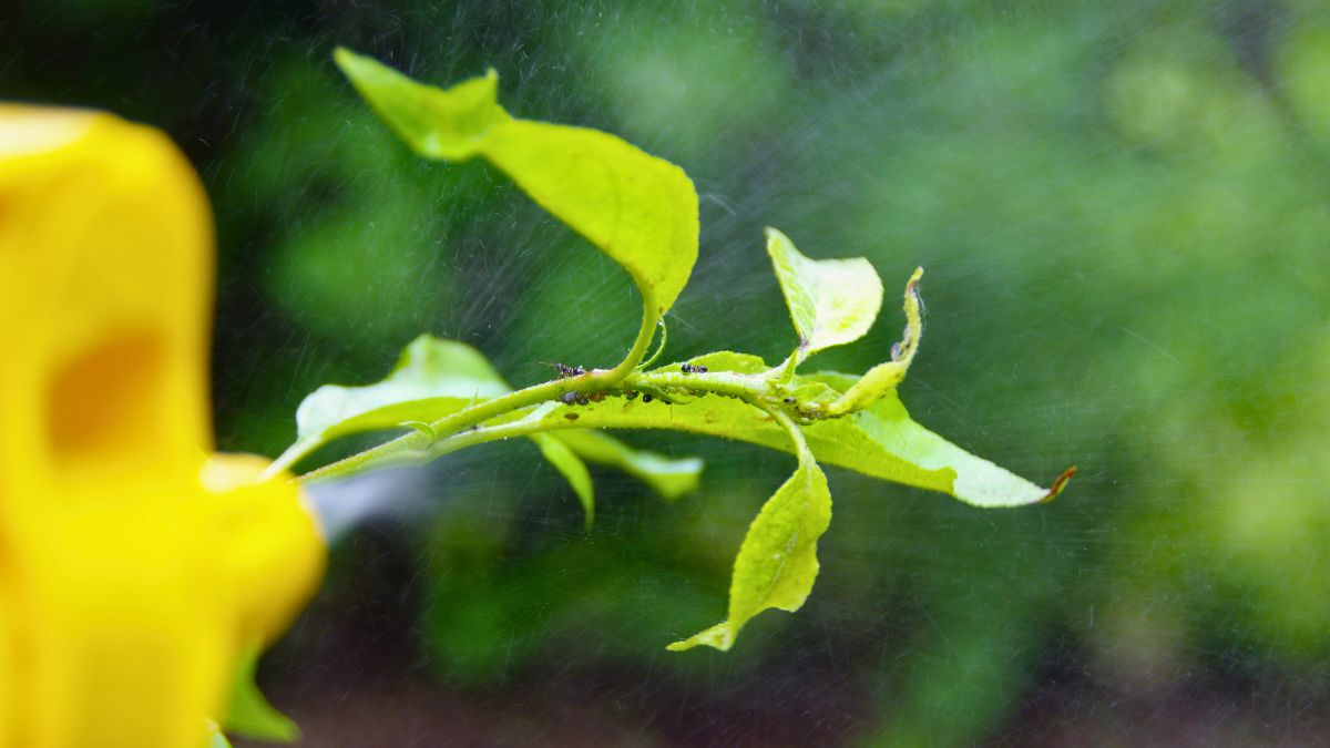 Naturalny oprysk na mszyce i przędziorki robię w domu 