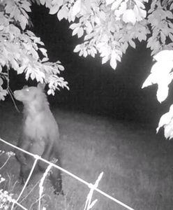 Złodziej czereśni w Bieszczadach przyłapany. Nagranie z fotopułapki podbija sieć