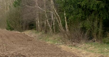 Dwa martwe wilki w Białowieży. Naukowcy alarmują, że trwa ich nielegalny odstrzał