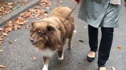 Spacer z psem kończy się urazem? Najczęściej cierpią kobiety