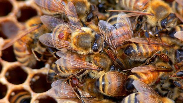 Uczeni wyhodowali superpszczoły 1