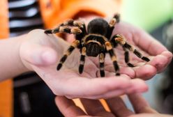 Wrocław. Sky Tower opanowany przez pająki. Nie ma powodów do obaw