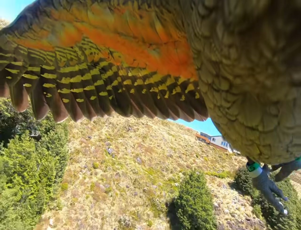 Papuga ukradła GoPro. Nagranie robi furorę w sieci