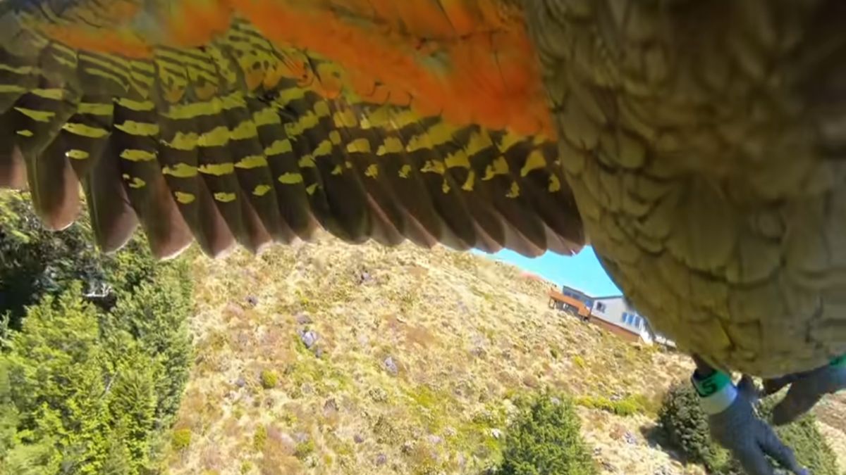 Papuga ukradła GoPro. Nagranie robi furorę w sieci 1