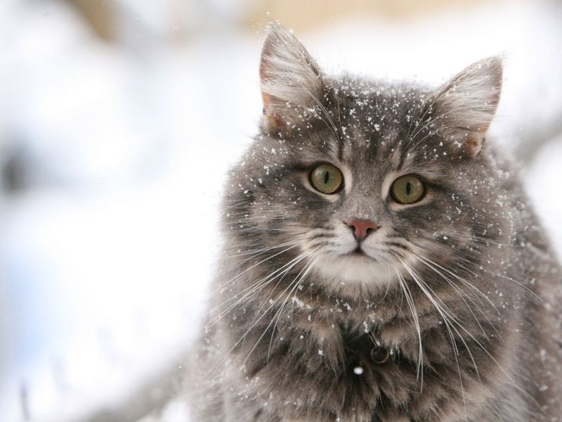 Bez naszej pomocy koty mogą nie przetrwać zimy