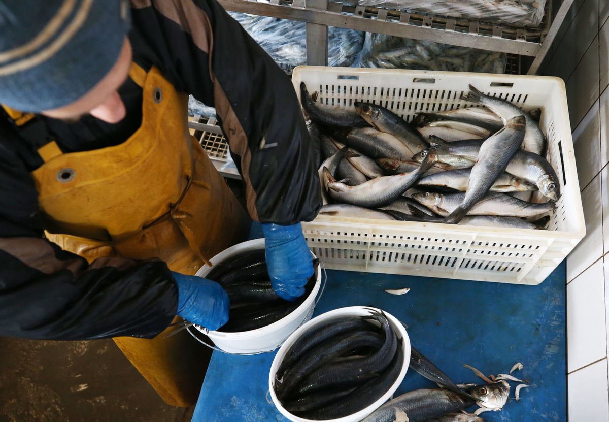 Przetwórcy ryb skarżą się na ograniczenia w dostępie do surowca(Photo by Sergei Malgavko\TASS via Getty Images)