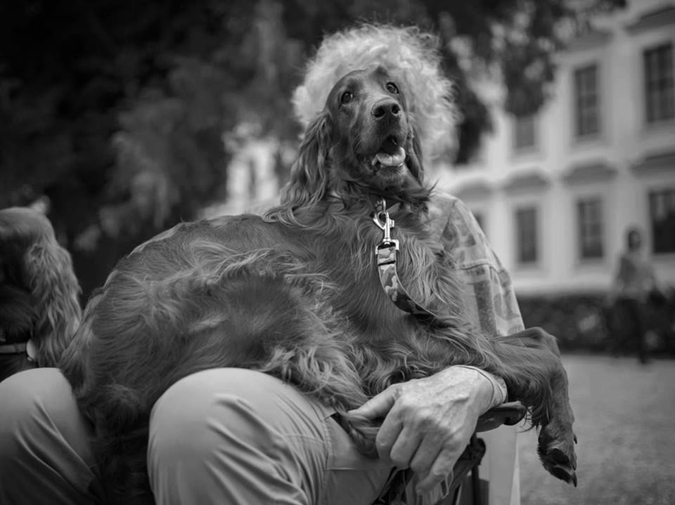 Wielka Wystawa Fotograficzna Grupy Street Dogs of Poland w Gdańsku 12