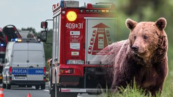 Dwa niedźwiedzie nie żyją. Policja apeluje do kierowców