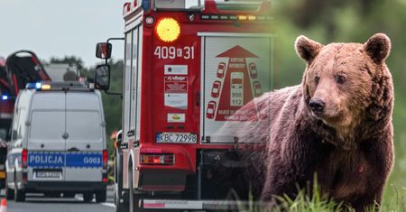 Dwa niedźwiedzie nie żyją. Policja apeluje do kierowców