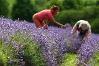 To ma być nowy hit eksportowy. Polskie zioła mogą podbić świat