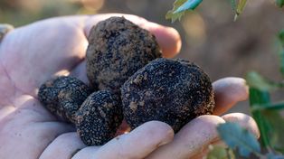 Kosztują nawet 1,5 tys. za kilogram. Można je znaleźć w tych regionach Polski