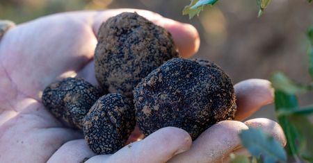 Kosztują nawet 1,5 tys. za kilogram. Można je znaleźć w tych regionach Polski