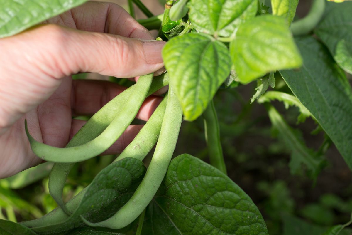 French beans are exceptionally sensitive to temperature changes.