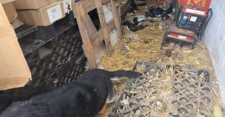 11 psów odebranych z posesji w gminie Zambrów. Kontrola ujawniła rażące zaniedbania