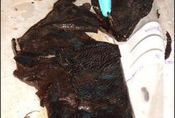 Najstarszy brytyjski but