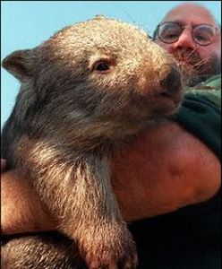 Po zderzeniu z wombatem wylądowali na czubku drzewa