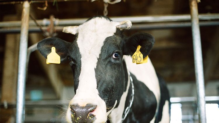 Obecność Polish Dairy na GDT ma ułatwić polskim mleczarzom dostęp do kupców z całego świata
