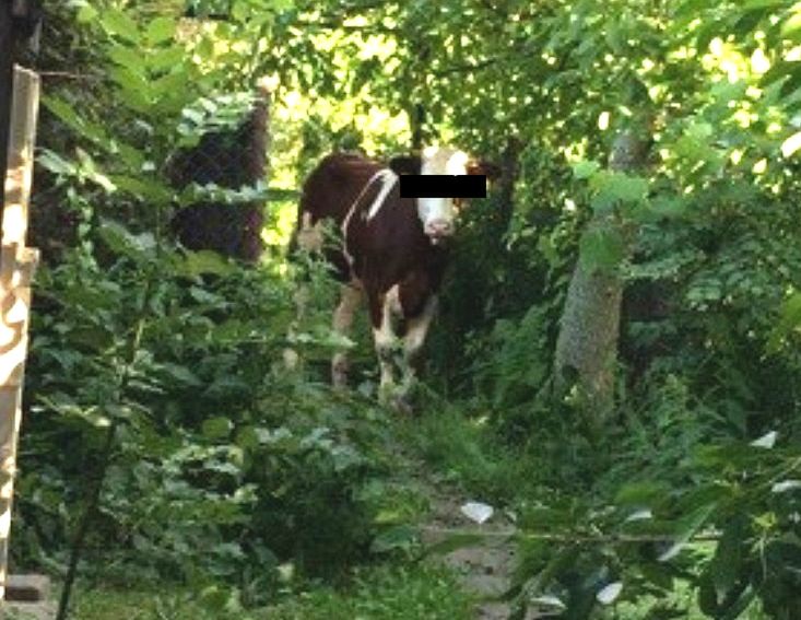 Krowa uciekła właścicielowi, patrol ruszył w pościg. Akcja policji w Oświęcimiu zakończona sukcesem