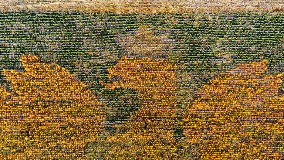 Niesamowity las w kształcie orła rośnie na Pomorzu