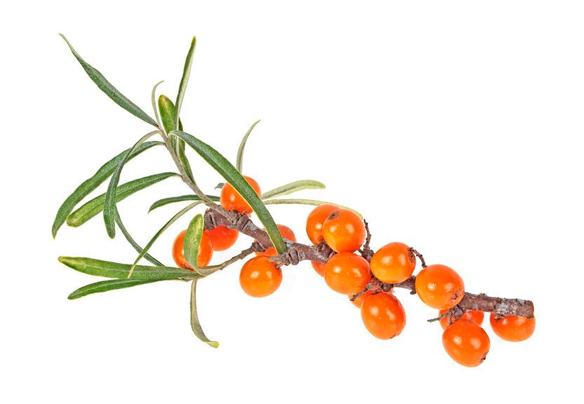 Rokitnik zwyczajny - charakterystyka, właściwości, przepis na sok z rokitnika