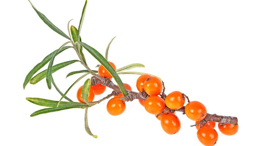 Rokitnik zwyczajny (łac. Hippophae rhamnoides), czyli rokitnik pospolity wykazuje szereg właściwości zdrowotnych. Roślina ta cechuje się sporą zawartością witaminy C, witaminy E, witaminy A.