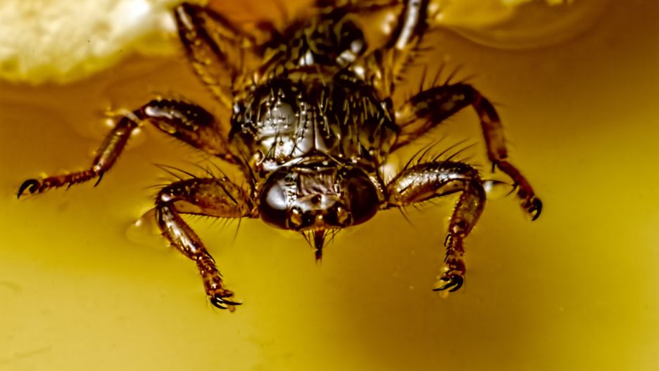 The deer ked (Lipoptena cervi)
ErikKarits
Portrait, Animal Blood, Sucking, Flying, Blood, Intricacy, Small, Nature, Macro, Close-up, Deer, Fly, Insect, Animal, Forest, Ked
