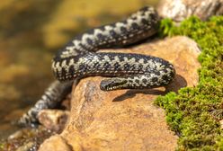 Jadowity wąż w Polsce. Wkrótce będzie można go spotkać w lesie