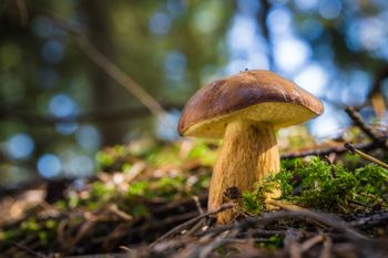 W tych miejscach znajdziesz najwięcej podgrzybków. Znają je najbardziej doświadczeni grzybiarze