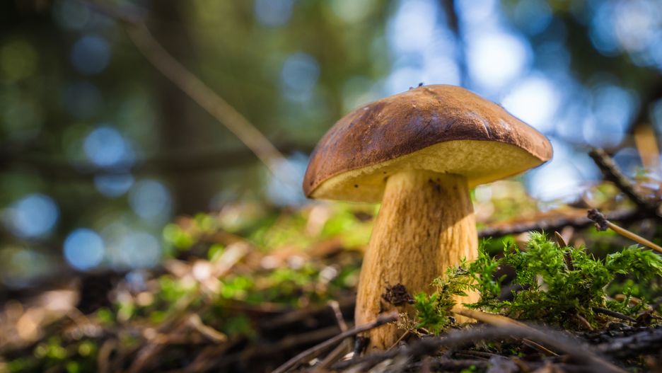 Podgrzybki są najpopularniejszymi grzybami w polskich lasach