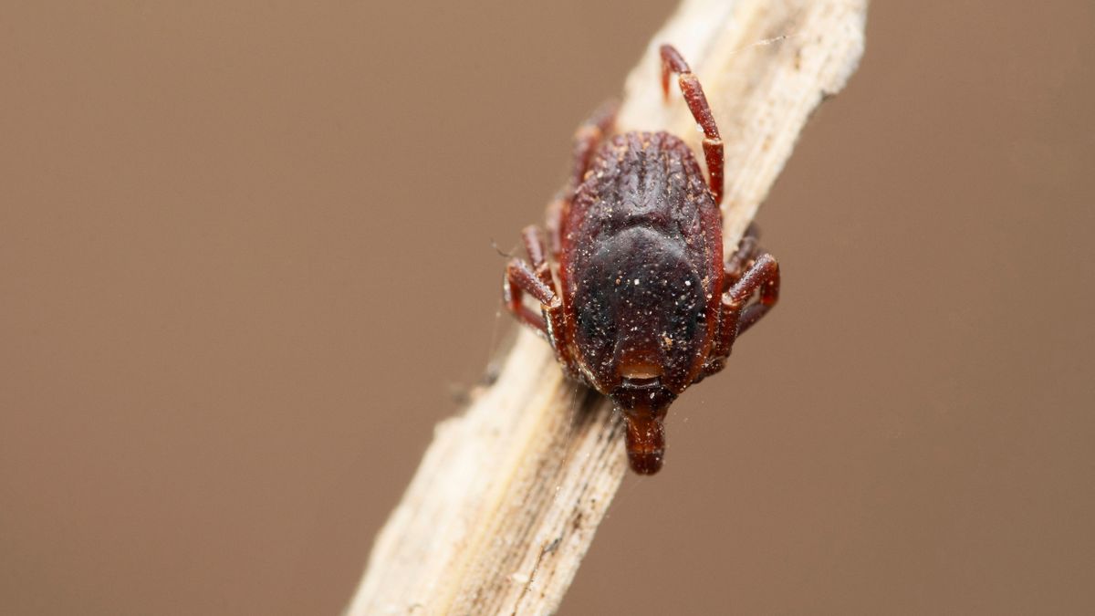 Inwazja gigantycznych kleszczy w Niemczech