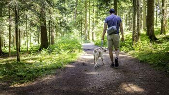 Szerszeń użądlił go w nogę. Podczas wzywania karetki, stracił przytomność