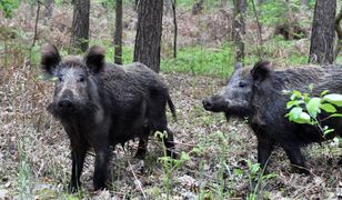Martwy dzik z ASF w Łódzkiem. ABW bada sprawę