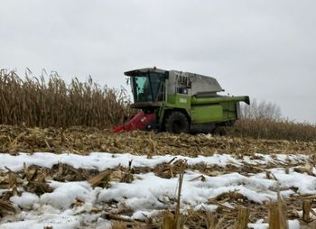Czy kampania kukurydziana zakończy się w tym roku?