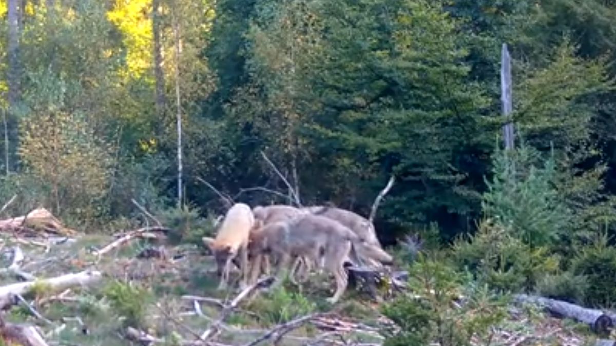 Młode wilki zostały sfilmowane. Jest poruszający film (wideo)