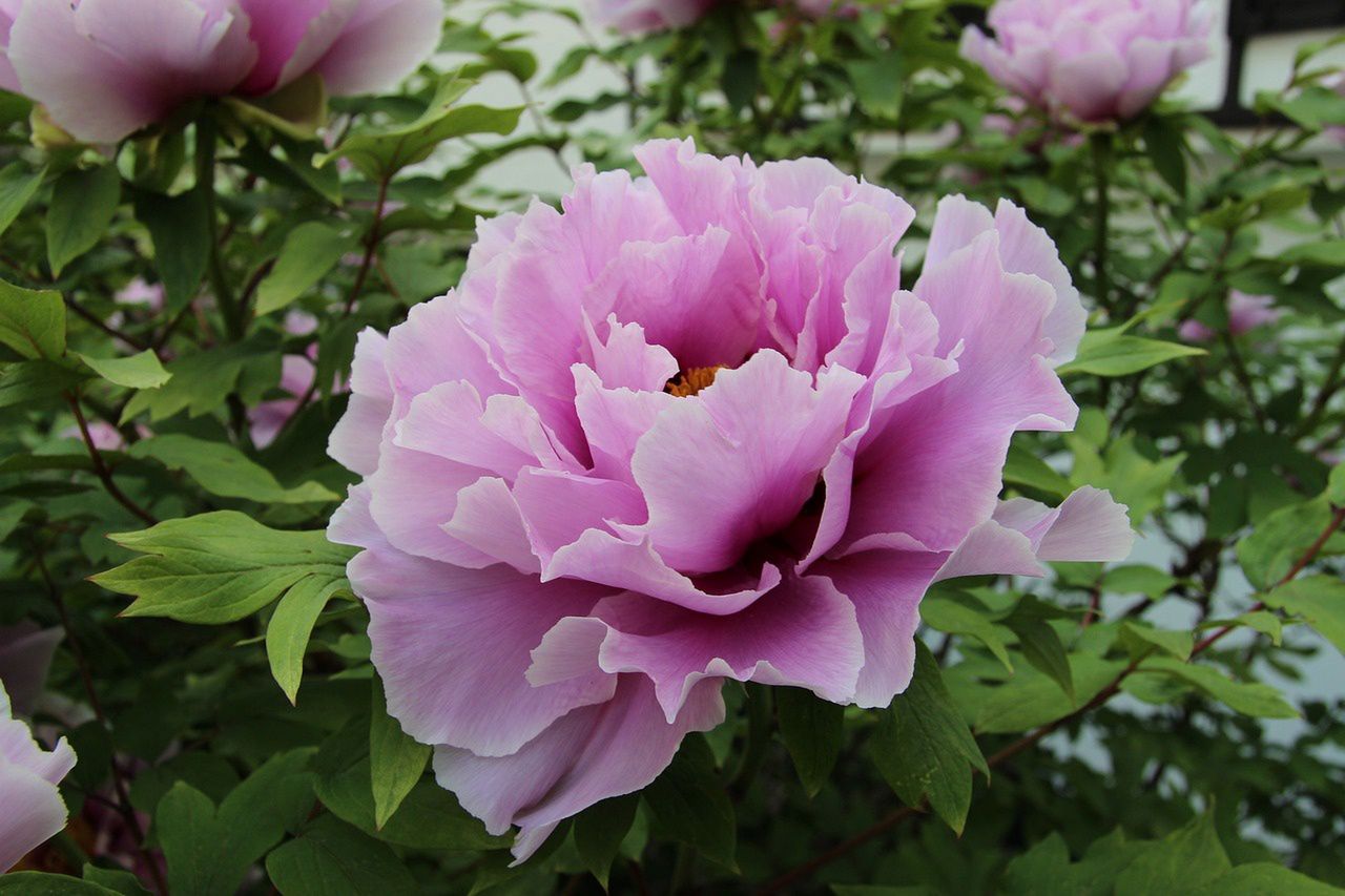 Peony flowers, which we also call peonia.