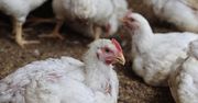 Ptasia grypa zagraża hodowlom drobiu w Wielkopolsce. A czy jest niebezpieczna dla ludzi?