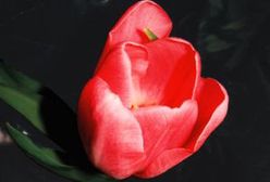 Z powrotem do uszatej sowy