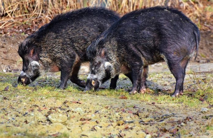 Koniec bierności? Rolnicy domagają się kontroli nad populacjami dzikich zwierząt