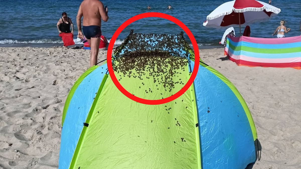 Rój pszczół na namiocie plażowym.