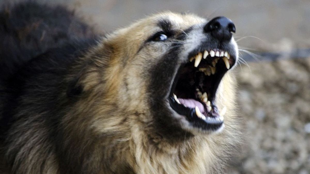 Pies zaatakował 14-latkę 