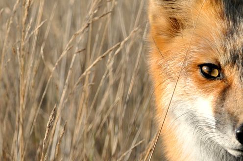Najlepsze dodatki do modyfikowania interfejsu Firefoxa [TOP 10] 1