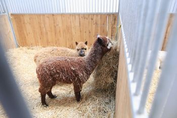 10 alpak i lama spłonęły żywcem. Wszystko na zlecenie byłego męża
