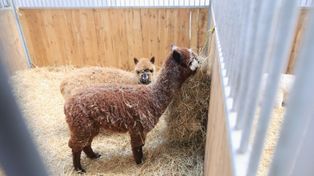 10 alpak i lama spłonęły żywcem. Wszystko na zlecenie byłego męża