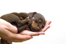 Nowy członek rodziny: jak karmić szczeniaka, żeby rósł zdrowo?