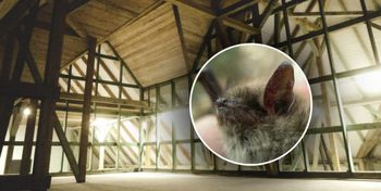 Mielec: Powstał pierwszy wolier dla nietoperzy